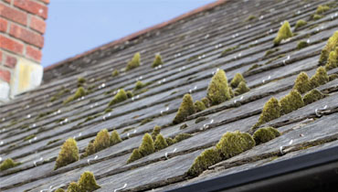 Entreprise de toiture 92 procède au démoussage de votre toit